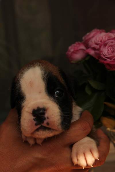 Boxer puppies for sale Columbus Ohio