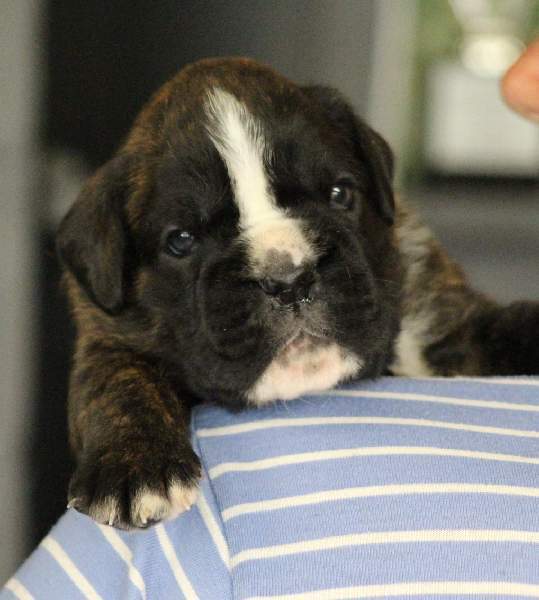 Boxer puppies for sale Corvallis OR
