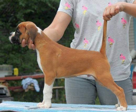 Boxer puppies for sale Cottage Grove MN