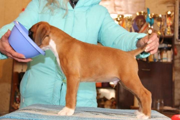 Boxer puppies for sale Cottage Grove Minnesota