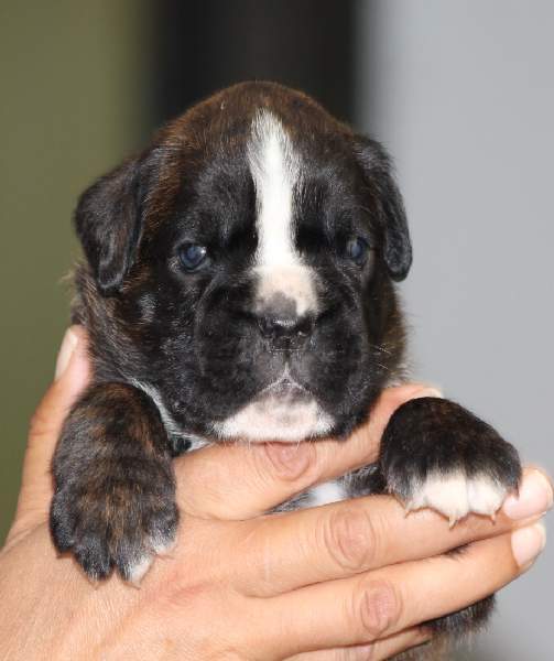 Boxer puppies for sale Dayton OH