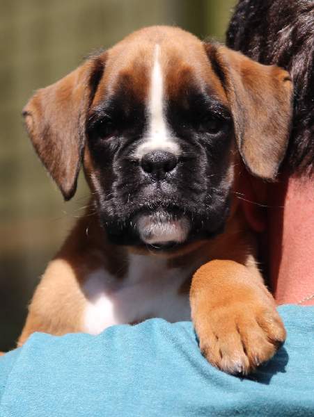 Boxer puppies for sale Des Moines Iowa