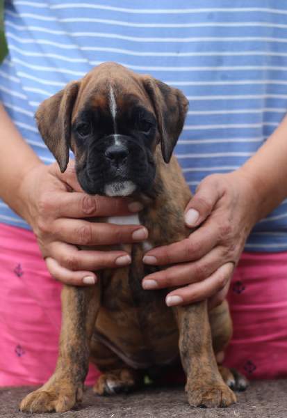 Boxer puppies for sale Duluth Minnesota
