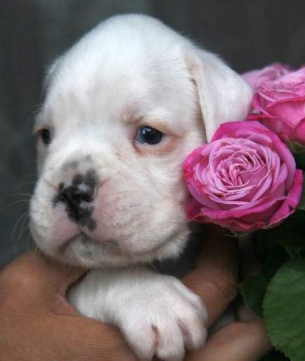 Boxer puppies for sale Durham North Carolina