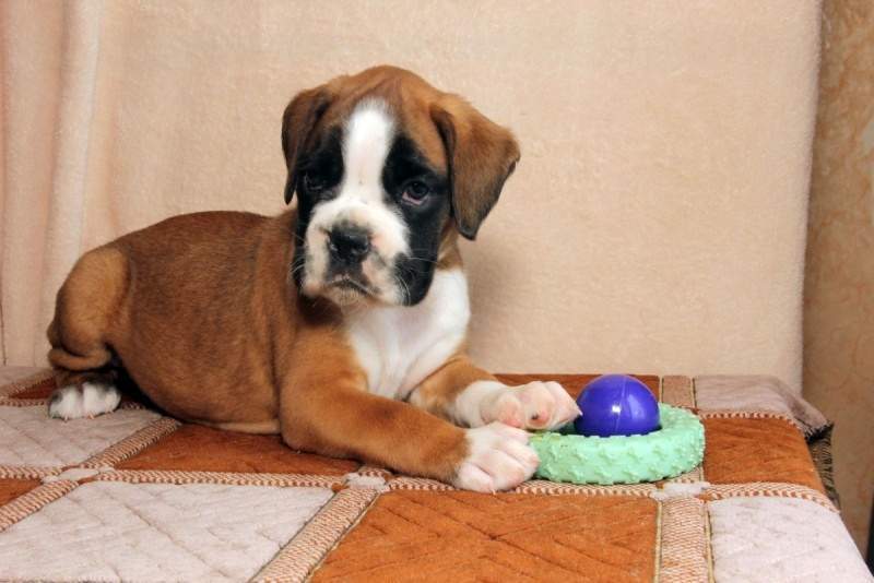 Boxer puppies for sale Eden Prairie MN