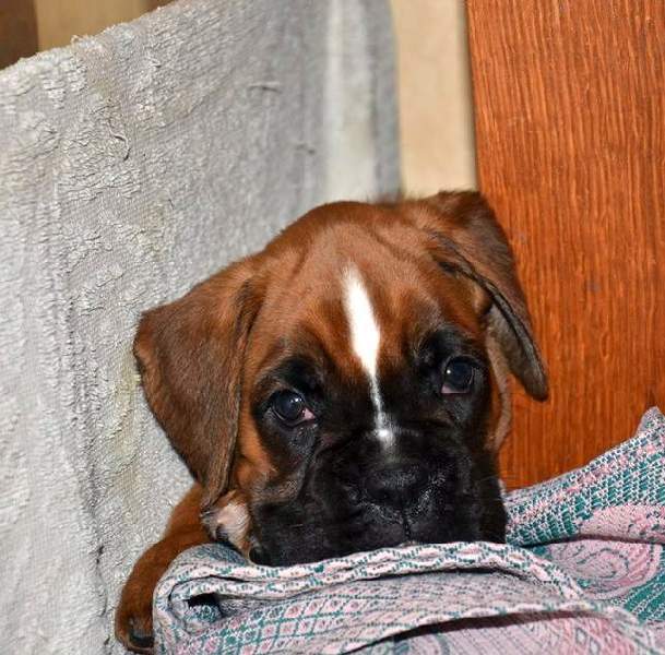 Boxer puppies for sale Elizabeth New Jersey