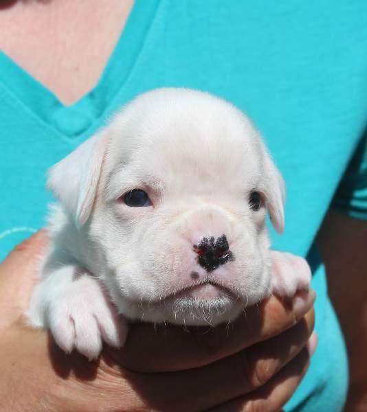 Boxer puppies for sale Erie Pennsylvania