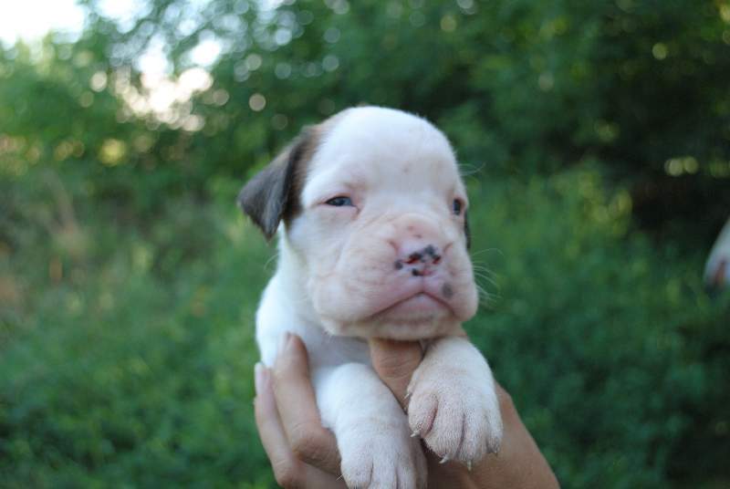 Boxer puppies for sale Farmington NM