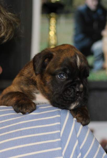 Boxer puppies for sale Findlay Ohio