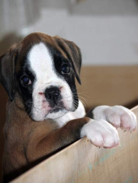 Boxer puppies for sale Flagstaff AZ