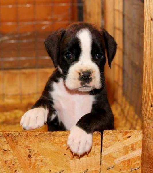Boxer puppies for sale Flagstaff Arizona
