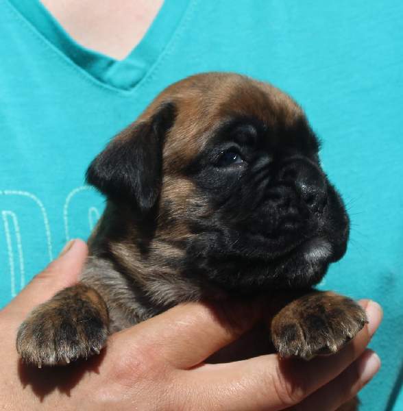 Boxer puppies for sale Florence Alabama