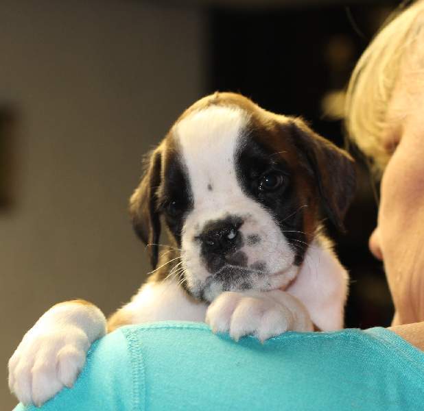 Boxer puppies for sale Florence South Carolina