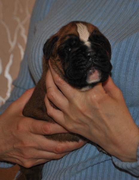 Boxer puppies for sale Fort Smith Arkansas