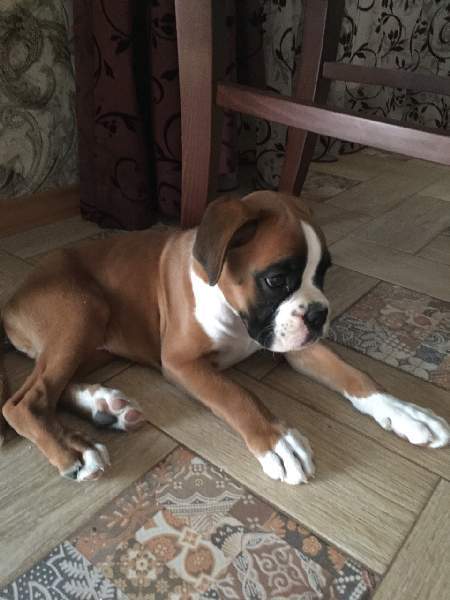 Boxer puppies for sale Fort Wayne Indiana