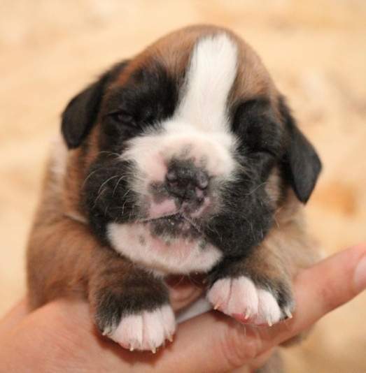 Boxer puppies for sale Fort Wayne IN