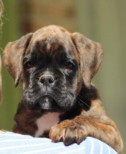Boxer puppies for sale Grand Island Nebraska