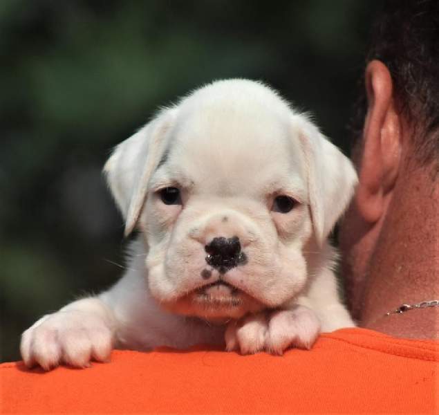 Boxer puppies for sale Grand Island NE