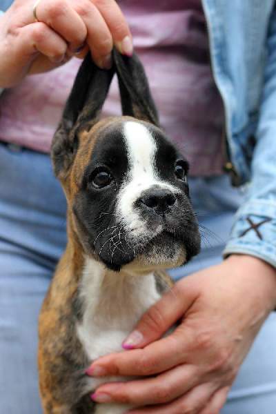 Boxer puppies for sale Green Bay Wisconsin