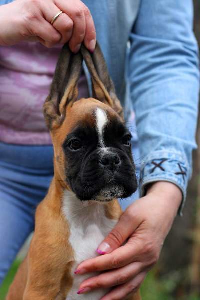 Boxer puppies for sale Gulfport Mississippi