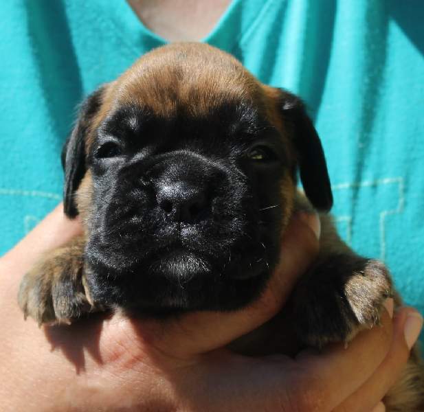 Boxer puppies for sale Hampton MN