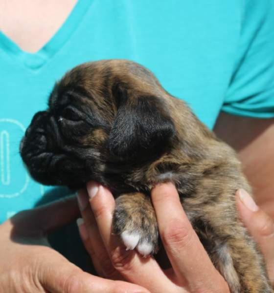 Boxer puppies for sale Hampton Minnesota