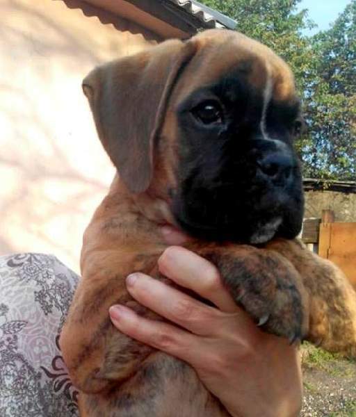 Boxer puppies for sale Hattiesburg MS