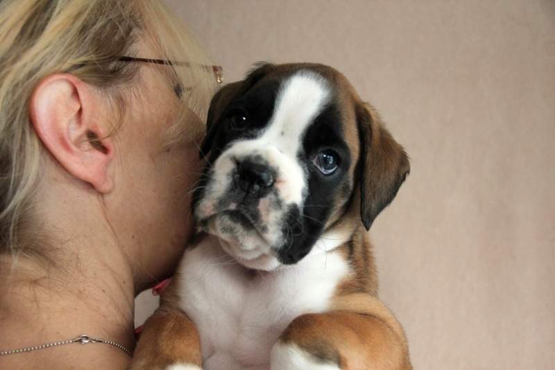 Boxer puppies for sale Hattiesburg Mississippi