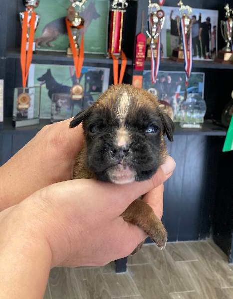 Boxer puppies for sale Helena Montana