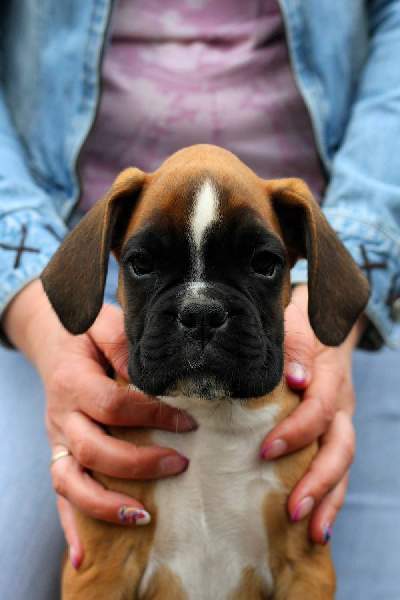 Boxer puppies for sale Hilton Head Island South Carolina