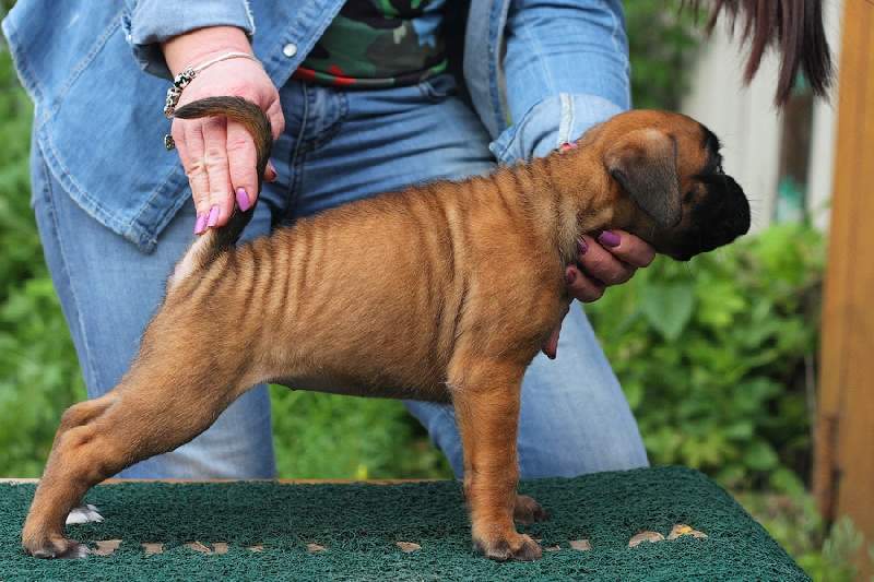 Boxer puppies for sale Humboldt County CA