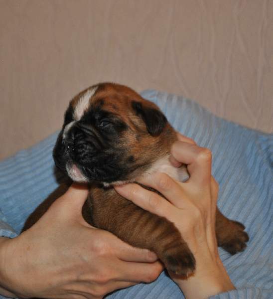 Boxer puppies for sale Huntington WV