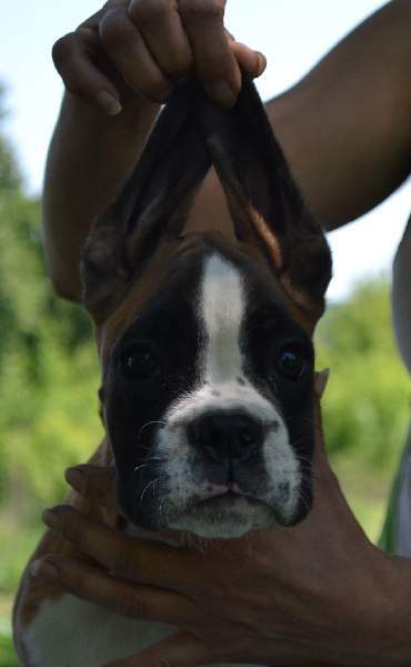Boxer puppies for sale Huntington West Virgina