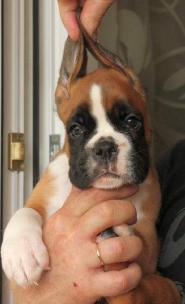 Boxer puppies for sale Huntsville AL