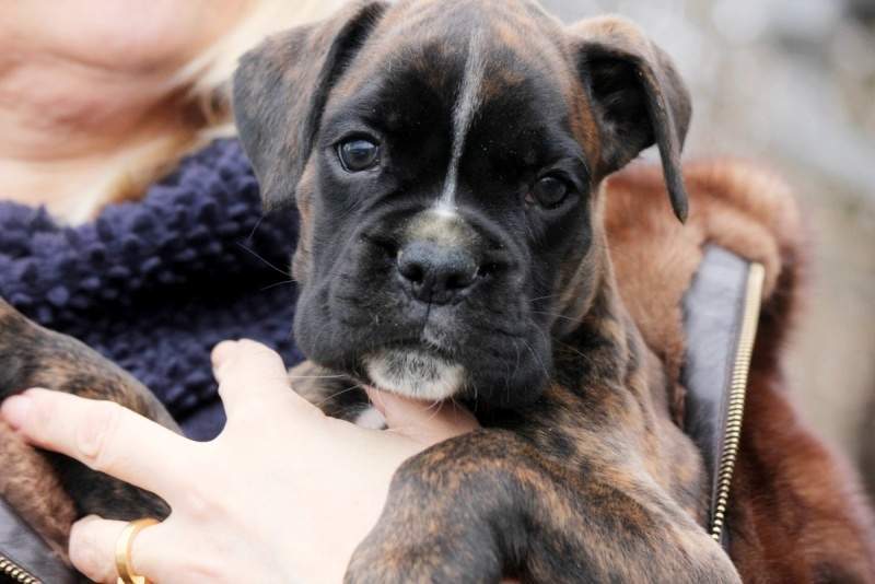 Boxer puppies for sale Jackson Michigan