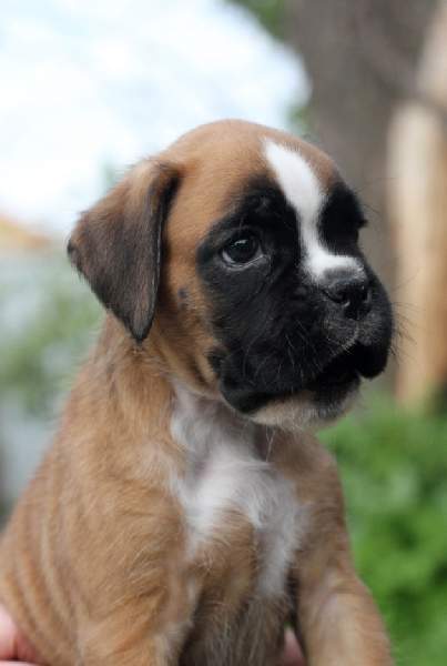 Boxer puppies for sale Jonesboro AR