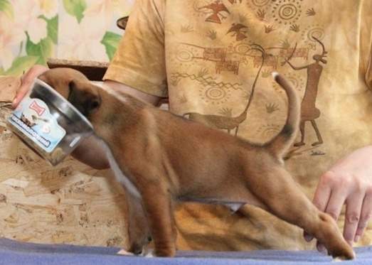 Boxer puppies for sale Kenosha Wisconsin