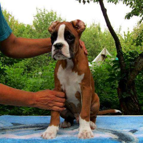 Boxer puppies for sale La Crosse WI