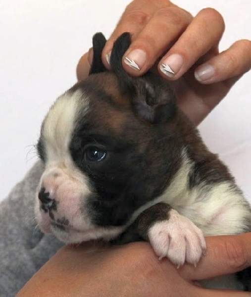 Boxer puppies for sale Lansing MI