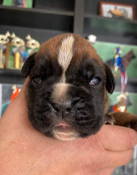 Boxer puppies for sale Lawton OK