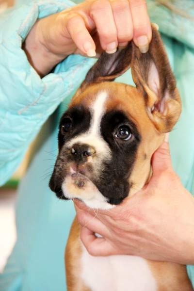 Boxer puppies for sale Lehigh Valley Pennsylvania