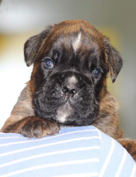 Boxer puppies for sale Lexington Kentucky