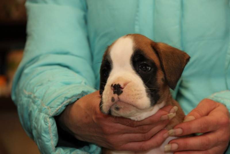 Boxer puppies for sale Lima OH