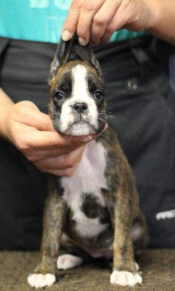 Boxer puppies for sale Los Angeles California