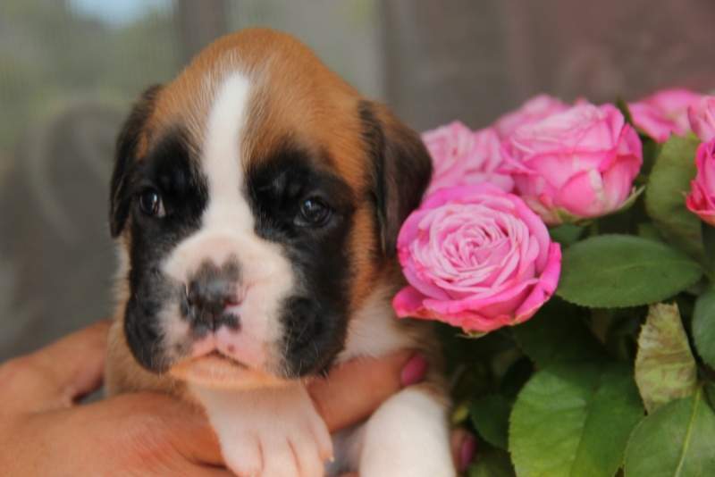 Boxer puppies for sale Lynchburg Virginia