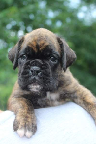 Boxer puppies for sale Maple Grove MN