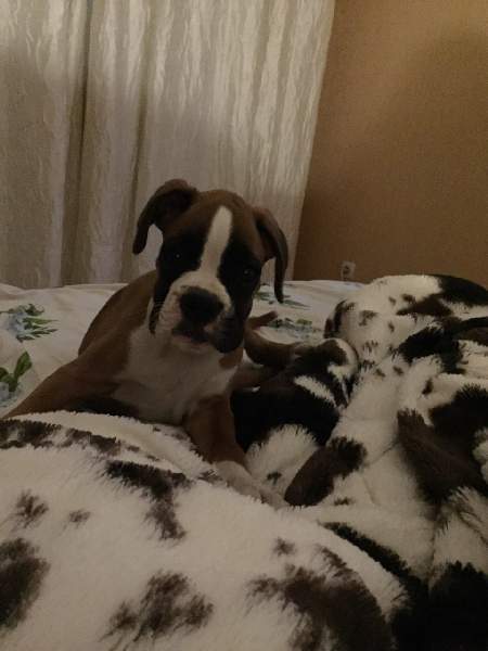 Boxer puppies for sale Merced California