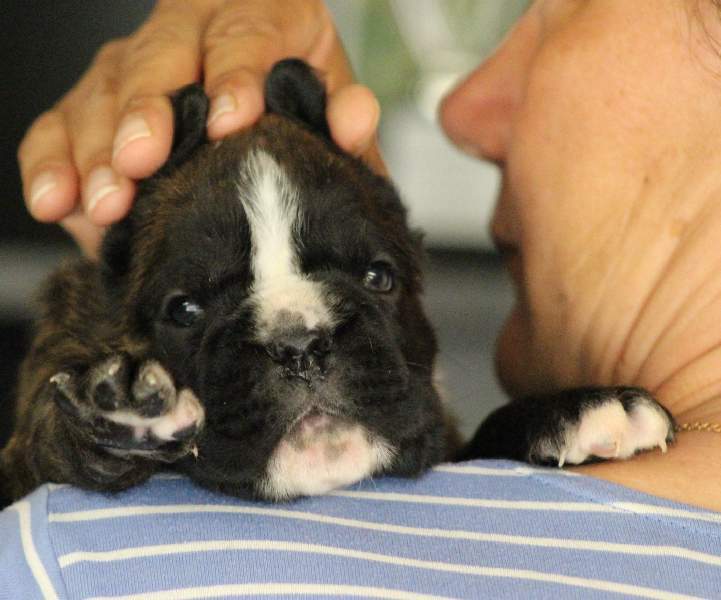 Boxer puppies for sale Miami FL