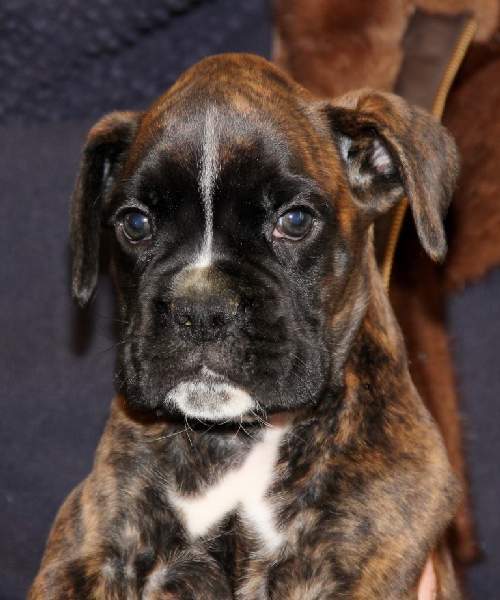 Boxer puppies for sale Milwaukee Wisconsin