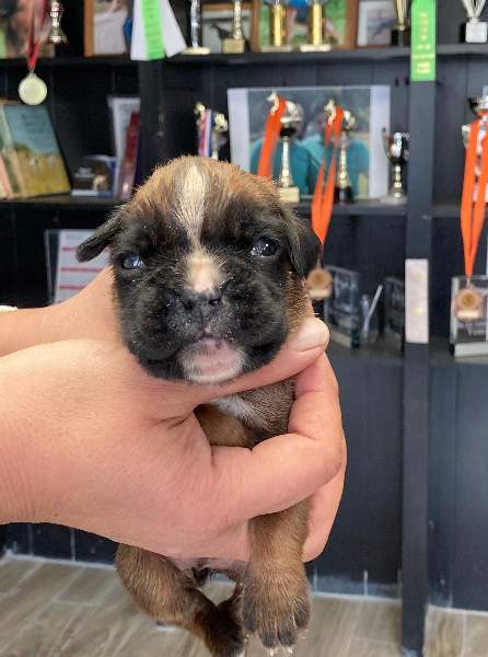 Boxer puppies for sale Minneapolis Minnesota